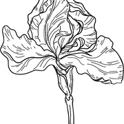 FUCHSIA SHAW logo